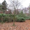 Geografisches Arboretum Rombergpark am 17,102018 (59)